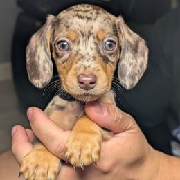 Turbo - Dapple male Dachshund puppy in Waddell, Arizona from The Bearded Companions