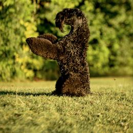 Margot - Kerry Blue Terrier