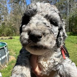 Black Eye Pea - Merle male Labradoodle puppy in Greensboro, Georgia from B’s Doodles