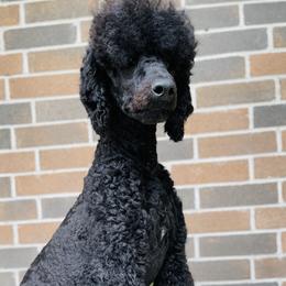 Malcolm  - Poodle