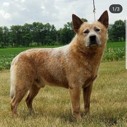 Australian Cattle Dogs from Branded Outlaw Cattle Dogs