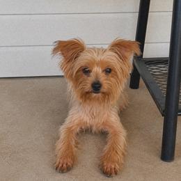 Rees - Yorkshire Terrier