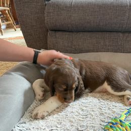English Springer Spaniel Puppies from Timothy Naylor