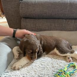 English Springer Spaniel Puppies from Timothy Naylor