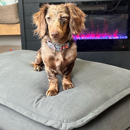 Ella (Looking for Guardian Home) - Dapple female Dachshund puppy in Floral City, Florida from Daisy's Doxies