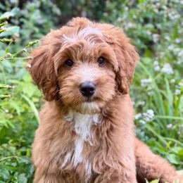 Yellow boy - Red male Bernedoodle puppy in Waukesha, Wisconsin from Bernedoodle Boutique (and Cavapoos)