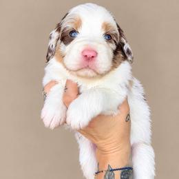 Sally - female Australian Mountain Doodle puppy in Savannah, Missouri from Rose Creek Mini Aussies and doodles