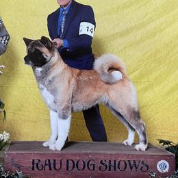 Queen  - Akita