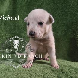 Michael - Blue male Australian Cattle Dog puppy in Silsbee, Texas from Rockin ND Ranch