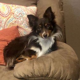 Baker - Toy Australian Shepherd