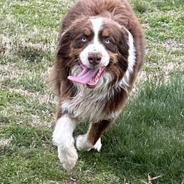 Ascher - Australian Shepherd