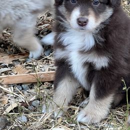 Miniature Australian Shepherd and Toy Australian Shepherd Puppies from Bit O' Bliss Farm LLC
