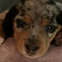 Dachshunds from Doxie R Us KY
