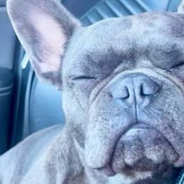 French Bulldogs from EST Kennels