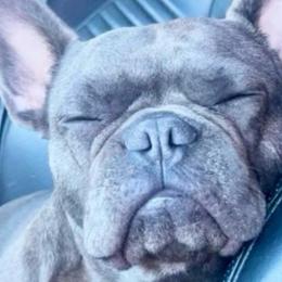 French Bulldogs from EST Kennels