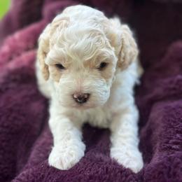 Lincoln - White male Cavapoo puppy in Michigan from Cavalier Girls