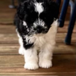 Miniature Schnauzer Puppies from Bar Diamond