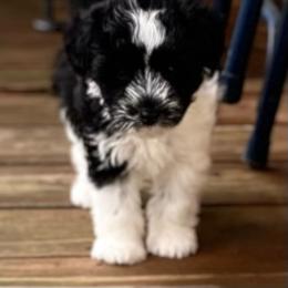 Miniature Schnauzer Puppies from Bar Diamond