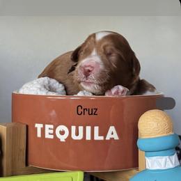 Cruz - Red  male Goldendoodle puppy in Pine Grove, California from Lundee Doodles