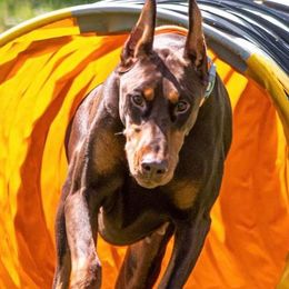 Doberman Pinschers from Melrae Dobermans