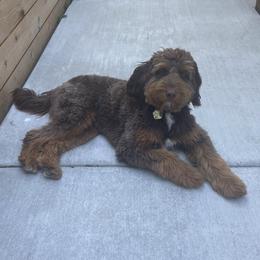 Aussiedoodle, Bernedoodle, and Poodle All Grown Up from Clemleth Aussiedoodles