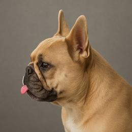 Ellie Mae - French Bulldog