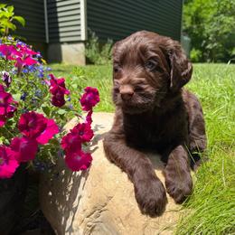 Cubby - Chocolate male Australian Labradoodle puppy in Otis, Massachusetts from Tango Wool Labradoodles