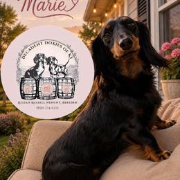 Millie - Dachshund