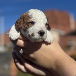 Girl 1 - Blenheim female Cavapoo puppy in Ivins, Utah from Taylia's Cavapoos