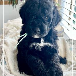 BENEDICT - Black male Goldendoodle puppy in Houston, Texas from Pia’s Doodle Poodle Wag