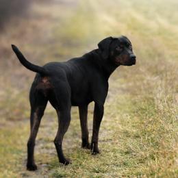 Nyx - Catahoula Leopard Dog