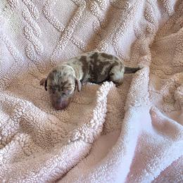 Lulu - Dapple female Dachshund puppy in Los Angeles, California from One love doxies