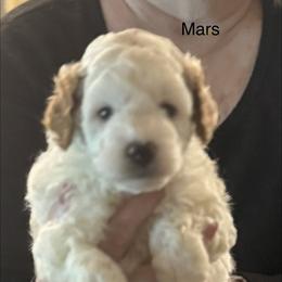 Mars - Parti male Goldendoodle puppy in Danville, Virginia from Stella’s Stunning Goldendoodles of VA