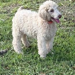 Poodle Puppies from East Bunch Poodles