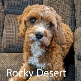 Rose - Cavapoo