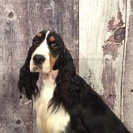 Easton - English Springer Spaniel