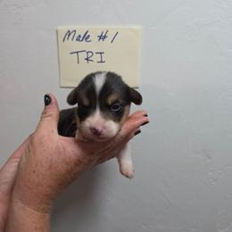 Milo - Black and tan male Pembroke Welsh Corgi puppy in Tucson, Arizona from D-S Ranch Corgis