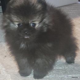 Pomeranian Puppies from Kelli's Poms