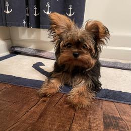 Yorkshire Terrier All Grown Up from Waggin Buddies Litter