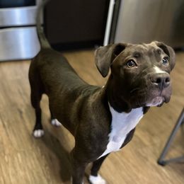 Minnie - American Staffordshire Terrier