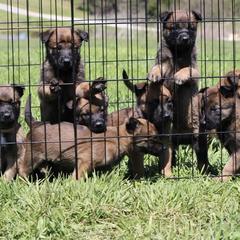Belgian Malinois Puppies from Top Dogs
