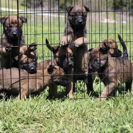 Belgian Malinois Puppies from Top Dogs