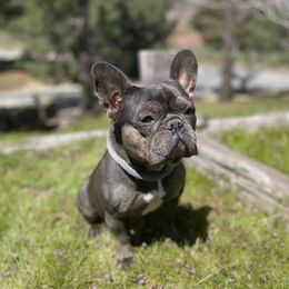 Dolce - French Bulldog