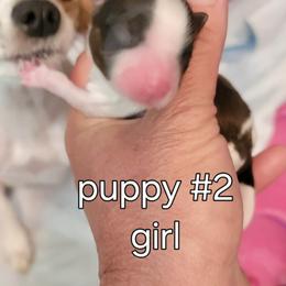 Tessa - White black and tan female Papillon puppy in Conetoe, North Carolina from Southern Belle's Biewer Terriers & Papillons