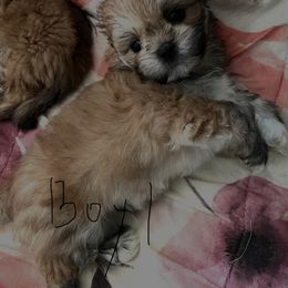 Boy1 - Golden male Lhasa Apso puppy in Bethpage, New York from Tibetan Tails