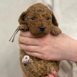 Archie - Brown Collar - Red male Cavapoo puppy in Ferndale, Washington from Cavakennels.pnw