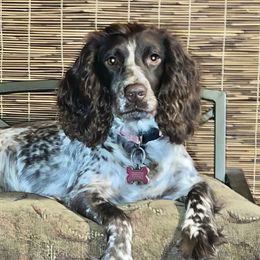 June - English Cocker Spaniel