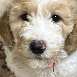 Poodles from Riverdale Poodles
