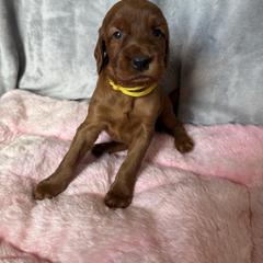 Girl 3 - Mahogany female Irish Setter puppy in Colville, Washington from Daesyn Setters