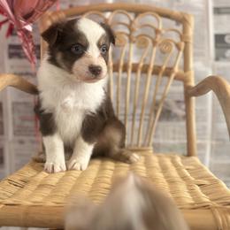 Hershey - Red tri-color male Australian Shepherd puppy in Zwingle, Iowa from Homestead Aussies & Doodles